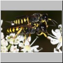 Ectemnius lituratus - Grabwespe 11e 8-12mm Paarung - OS-Wallenhorst-Sandgrube.jpg